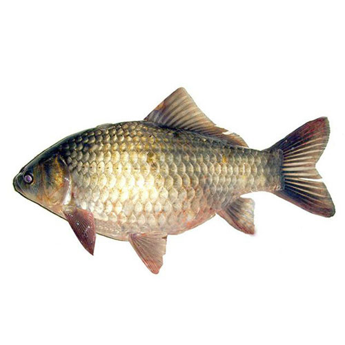 Crucian carp-Aquatic product distribution-Shenzhen Xiangrui Catering Management Co., Ltd.