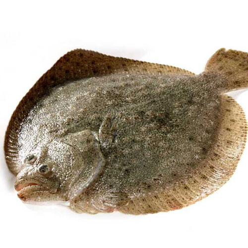 Turbot-Aquatic product distribution-Shenzhen Xiangrui Catering Management Co., Ltd.