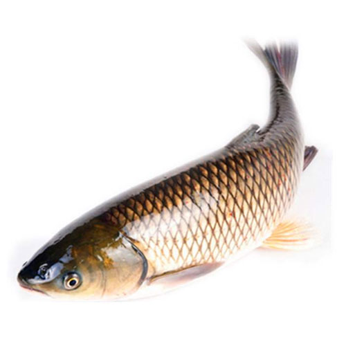 grass carp-Aquatic product distribution-Shenzhen Xiangrui Catering Management Co., Ltd.